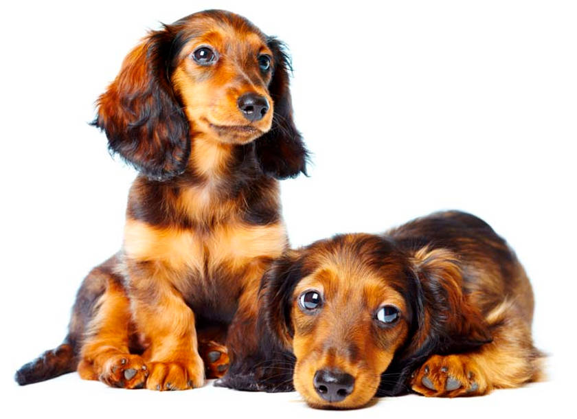 two labrador pups, one stiing, one lying down, with white background